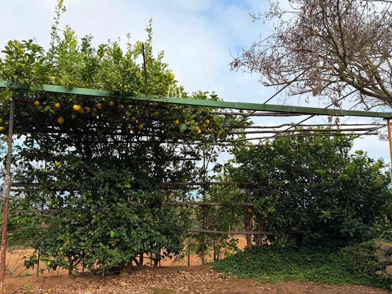 Foto cbb86552-427f-44e1-be96-af34d019dfbc. Finca rústica a Icod de los Vinos pueblo Icod de los Vinos