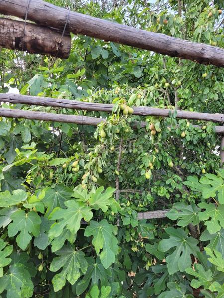 Foto daef607f-fa1d-41f9-8160-3d180735ddcb. Finca rústica a Icod de los Vinos pueblo Icod de los Vinos