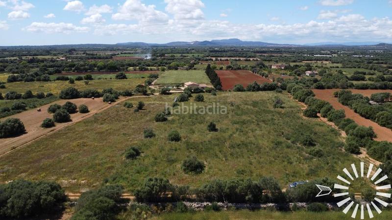 Foto bfc1f1ff-68b1-4c43-b5b0-35361ac4c72a. Fondo rustico in pologino 3 parcela 107 in Felanitx poble Felanitx
