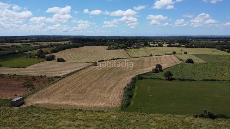 Foto 1e2cab08-8444-4992-b0f4-fdca90175b9e. Rural plot in poligono 45 parcela 26 in Felanitx poble Felanitx