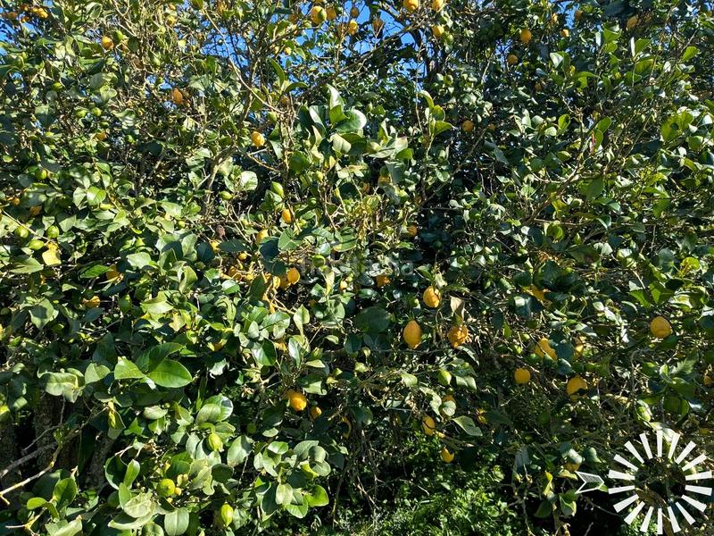 Foto 7deec2aa-b95a-4ecd-b46b-60b30f0f32b2. Finca rústica en Porreres