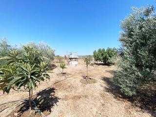 Terreny residencial a Villarrubia. Parcela hipotecable junto al guadalquivir, a un paso de córdoba
