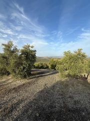 Fondo rustico in Benamejí. Olivar en producción en benamejí córdoba