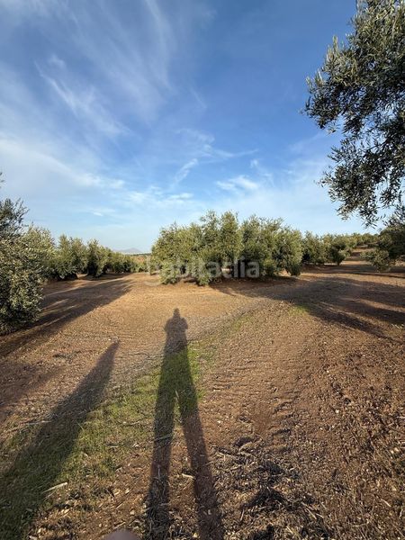 Foto 8b328c78-543a-49d3-bda3-74030328b3b7. Finca rústica a Benamejí