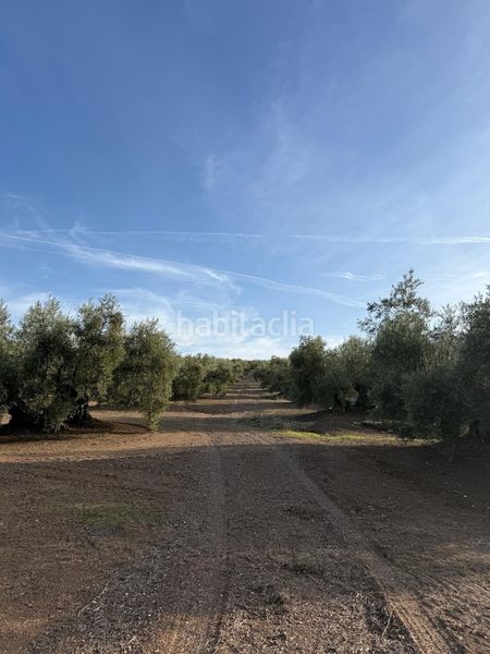 Foto d2d3c3ce-db30-42ad-b31c-f1654b2f5f05. Finca rústica a Benamejí