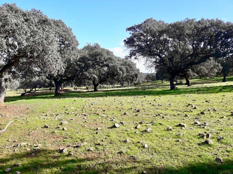 Foto 8f98f75e-d0da-47e9-8370-27556dc40795. Finca rústica a Fuente Obejuna