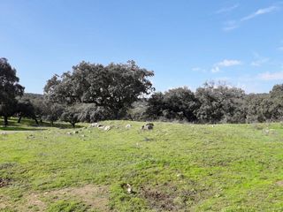 Finca rústica a Fuente Obejuna. Finca con encanto natural en el corazón de fuente obejuna
