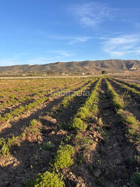 Foto 3bf3e15d-4d86-4dd8-8a10-b093372d3c6d. Finca rústica a Cabanes y Las Fuentes Villena