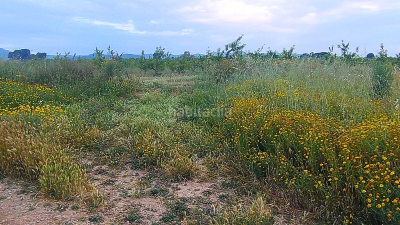 Foto 98a8142d-d232-409d-b5aa-4f9046d31ea9. Terreny residencial a Móra d´Ebre