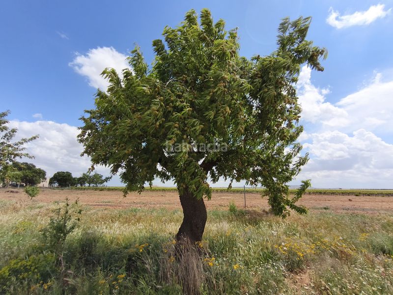 Foto 5385751e-93f9-4da8-8296-b35002473686. Finca rústica a Sol Madrid