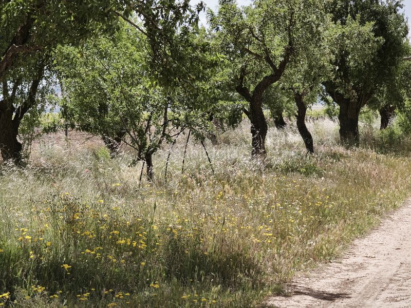 Foto d8a25e1a-4337-4f48-8fda-035d91fd8b26. Finca rústica a Sol Madrid