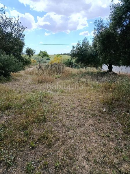 Foto 83d1209e-c4bf-4911-95b0-1a2c9ec11ec2. Finca rústica en Arco Norte - Avda España Dos Hermanas