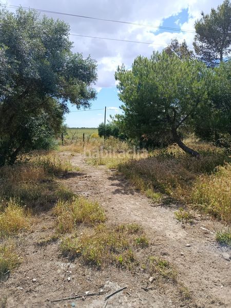 Foto 9d3ce3db-fc1d-4081-995e-52383f9a4e2e. Finca rústica en Arco Norte - Avda España Dos Hermanas
