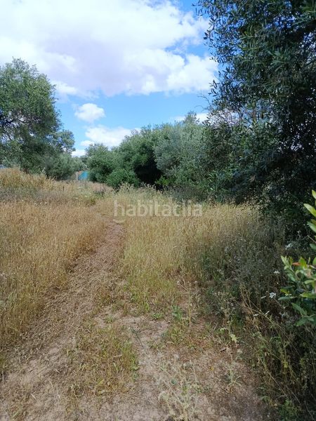 Foto bfee58a9-930b-4dbd-8dbf-25aed33f66e5. Finca rústica en Arco Norte - Avda España Dos Hermanas