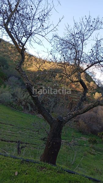 Foto 0dde8fb9-24d1-4b98-87fb-14bd5f8f6cd0. Masia a Campanillas Málaga