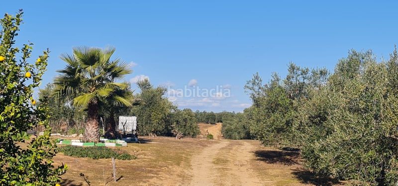 Foto 8309c407-c010-44e0-a2f3-d3bc2bfbfd30. Finca rústica a Rociana del Condado