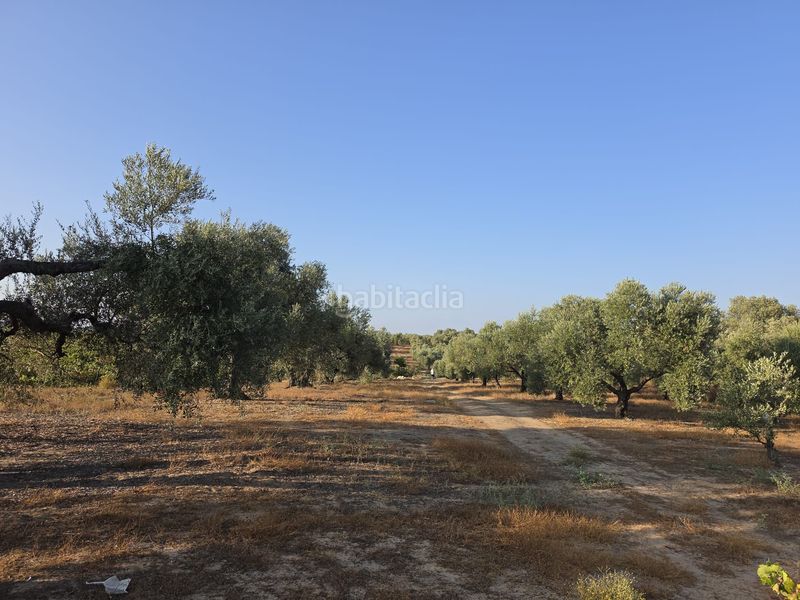 Foto b0fd2994-40a8-4a46-a230-4d9a306b9794. Finca rústica a Rociana del Condado