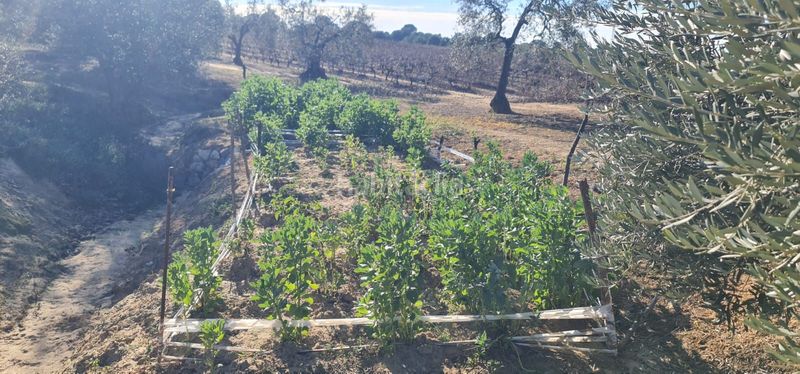 Foto b9074d17-3070-4086-a6b2-b6edf21c3329. Finca rústica a Rociana del Condado