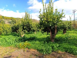 Finca rústica en Polígono paraje loma gorda poligono