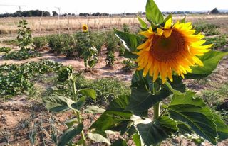 Fondo rustico  Terrenos poligono