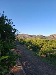 Finca rústica  Terrenos marxuquera  alta