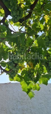 Foto 8cfa922d-4f17-41e7-98ba-640b89b39137. Maison dans Cúllar