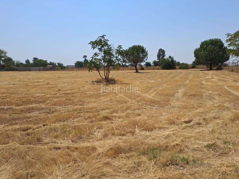 Foto 10a02c97-5af3-4d7d-9281-4e44b73787ee. Finca rústica a Carmona