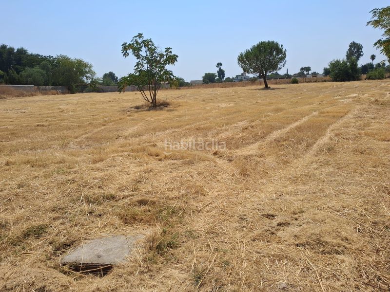 Foto 2a0f8756-4642-464a-87d8-28e55f60e75e. Finca rústica a Carmona