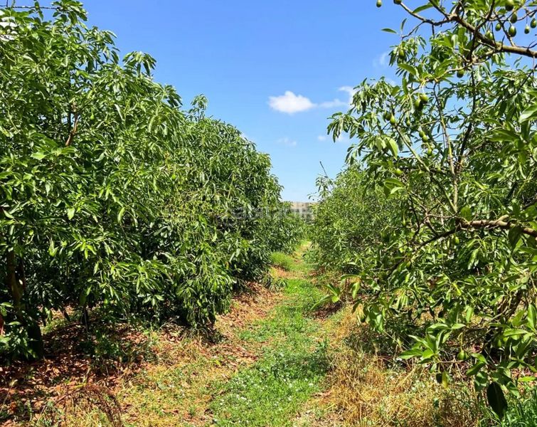 Foto 413d9dea-49a5-4913-9ca8-cc2e0122b5e7. Finca rústica en San Martín del Tesorillo