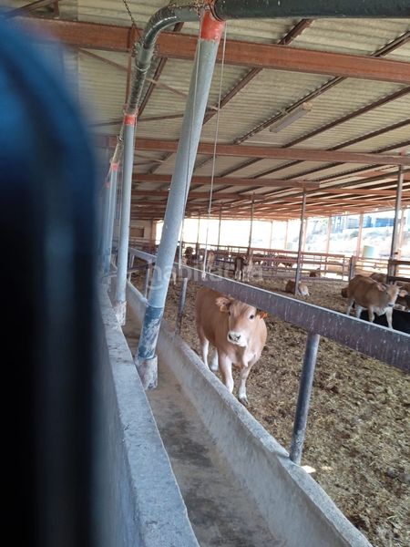 Foto a4686bf3-c91a-4efe-ad42-c0e67590363d. Finca rústica en Fontcalent Alicante