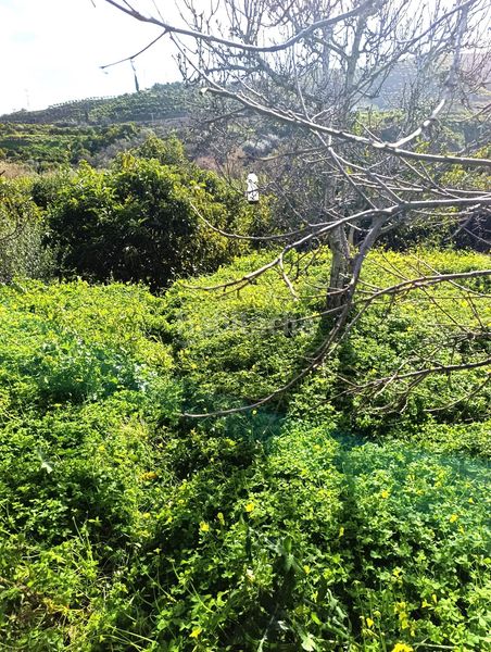 Foto ab6be937-03aa-4aad-aebd-687472e12413. Terreno residencial en Torrox pueblo Torrox