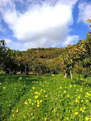 Finca rústica en Parcela El Molinillo