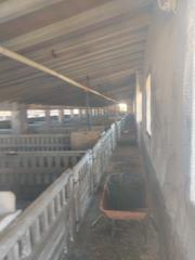 Nau industrial a Carretera manchica 1. Se vende cebadero en fuente alamo en producción