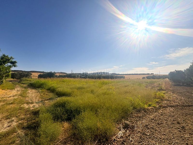 Foto e7286a95-9fd5-4c01-aa9a-16fbd8cd9ed9. Finca rústica a Valencina de la Concepción