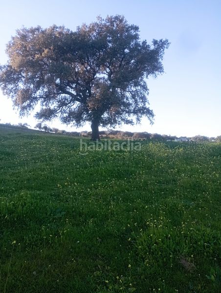 Foto ba6df05b-a1fa-48d1-9ef2-7e92b741c5a0. Finca rústica a Puebla del Maestre