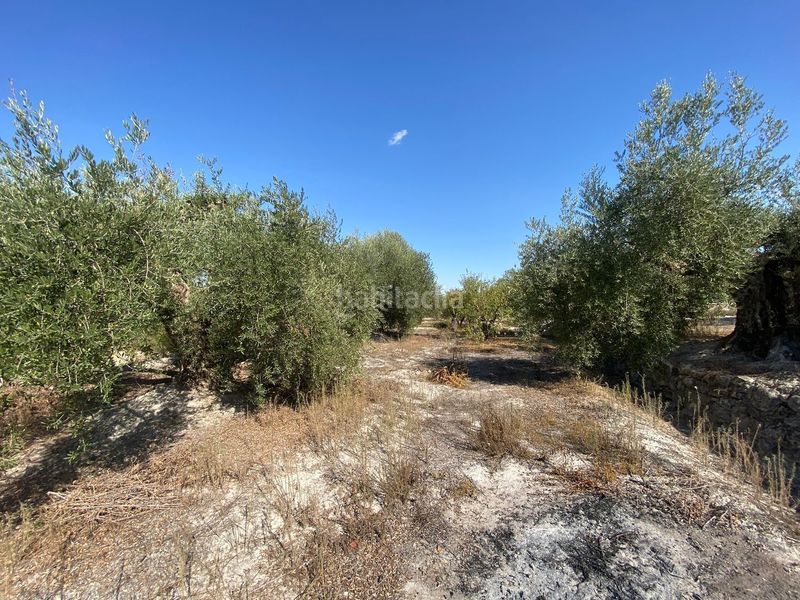 Foto 2c9cc97a-9007-4094-92d8-eb943f96e0d2. Finca rústica a Moratalla