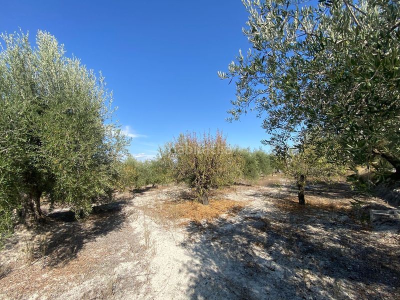 Foto 6a50b689-ffb9-4902-be39-8ae351503171. Finca rústica a Moratalla