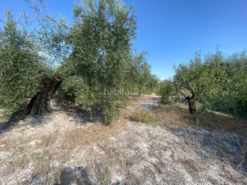 Foto a69e663e-ad15-442a-8097-6061492e97b7. Finca rústica a Moratalla