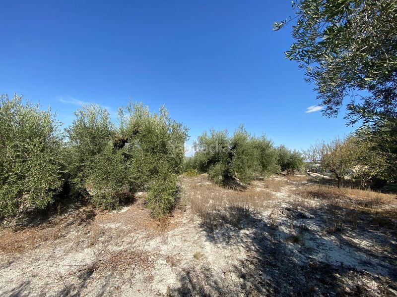 Foto aa1ed896-98b8-4e50-8b4b-b426c2d430c3. Finca rústica a Moratalla