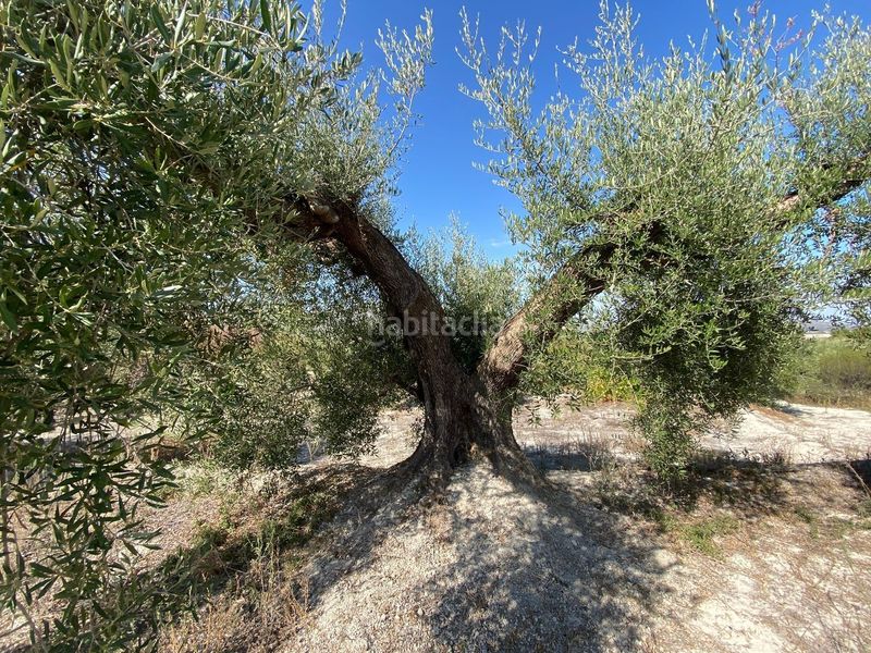 Foto b2d0ccbf-1a47-4b92-ab32-7a99dc3a5621. Finca rústica a Moratalla