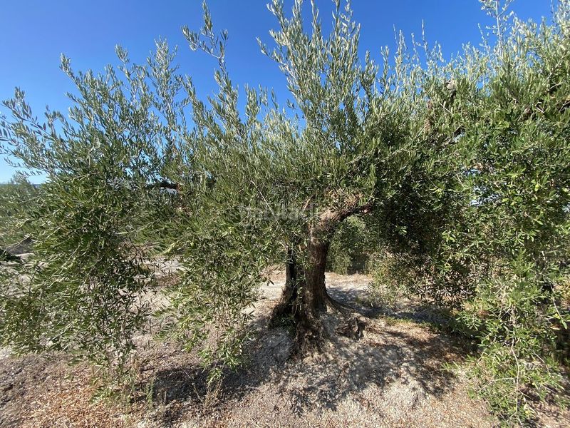 Foto c8d7bf75-cfb9-43e0-bd34-ec8d777a60d8. Finca rústica a Moratalla