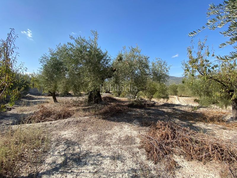 Foto dd2d6cd2-837e-4125-9707-37ed1f9a5757. Finca rústica a Moratalla