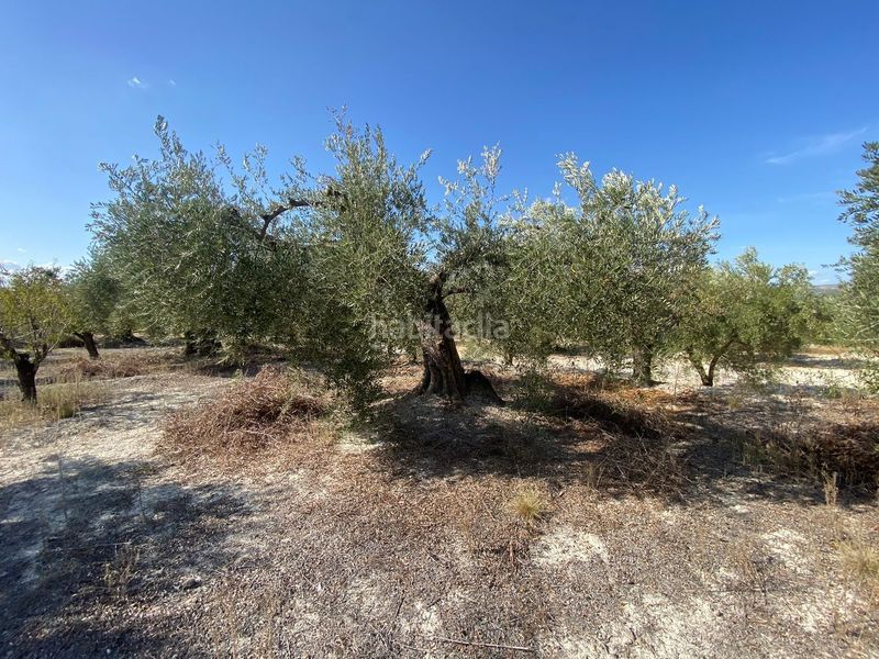 Foto ffd6ad15-0eb7-4713-9f73-d0982d185126. Finca rústica a Moratalla