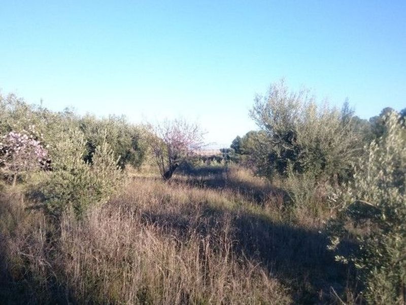 Foto aca6a38c-8edc-4519-bcc8-9f89d6ac04e8. Terreny residencial a Moratalla