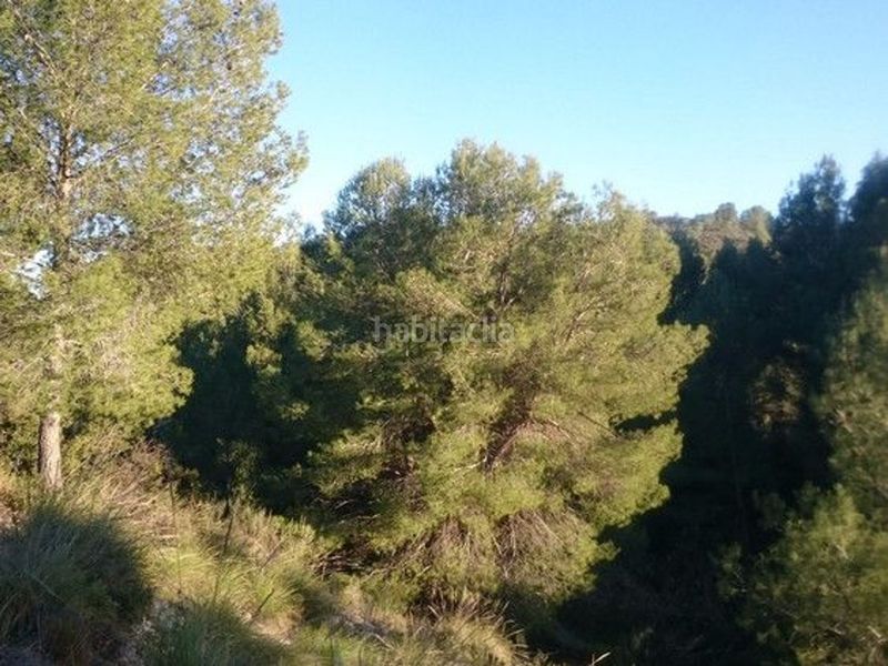 Foto c70d08ec-3555-4e29-ba59-5d161acac059. Terreny residencial a Moratalla