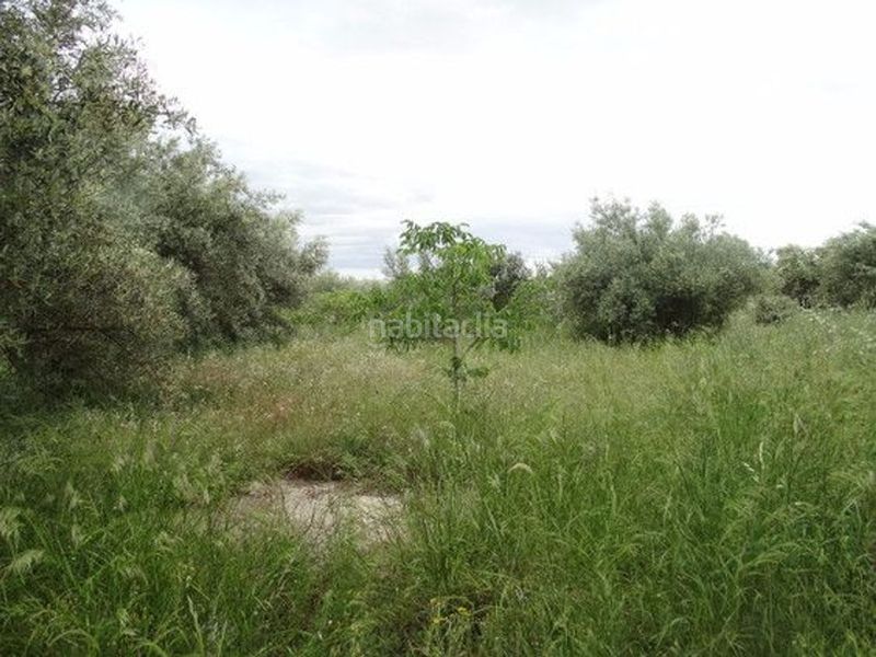 Foto 4f25db65-dbaa-43ad-b080-e0a8f60f58cd. Xalet a Moratalla
