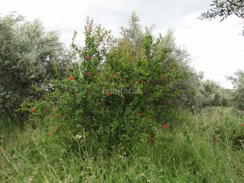 Foto 79616867-b18a-40ca-beb0-0c1fd9622905. Xalet a Moratalla