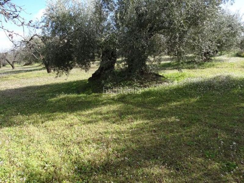 Foto 84b94d94-78ea-4d12-b57b-cbf6e4db4ed0. Terreny residencial a Moratalla