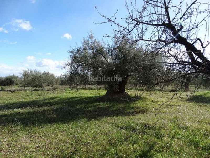 Foto 858d08f0-88bc-4fcf-a16f-21ff07112ff0. Terreny residencial a Moratalla