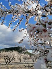 Fondo rustico in Moratalla. Terreno productivo con almendros en plena producción